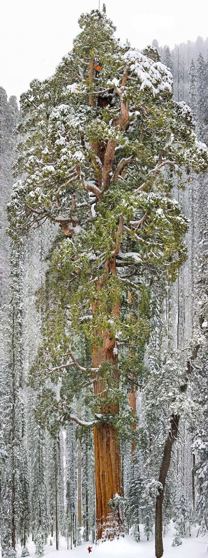 sequoia arbres