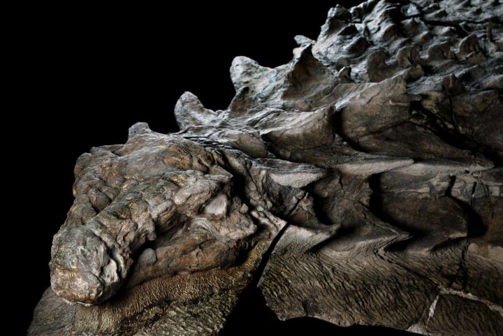 nodosaure 110 millions années canada musée