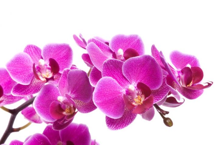 plantes dépolluantes orchidée