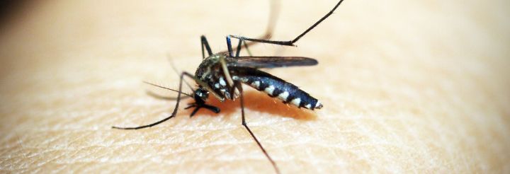 Piqûre de moustique : 10 solutions naturelles pour se soulager