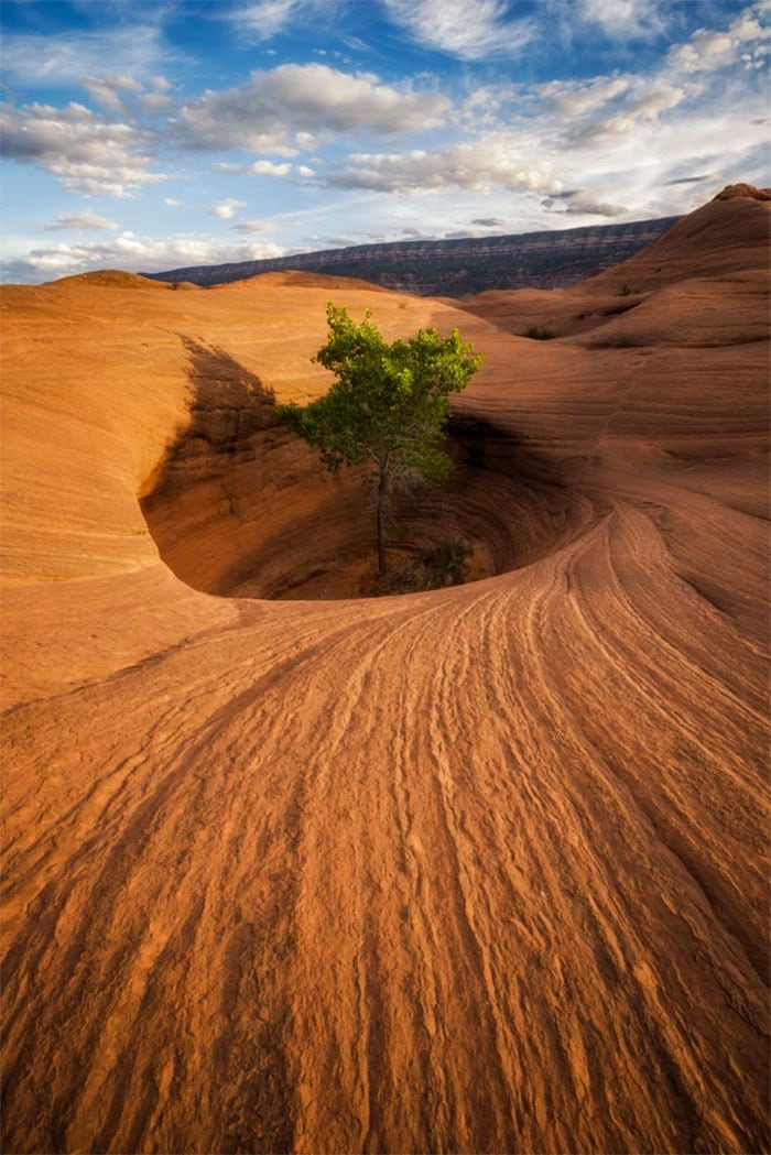 arbre qui pousse dans le désert