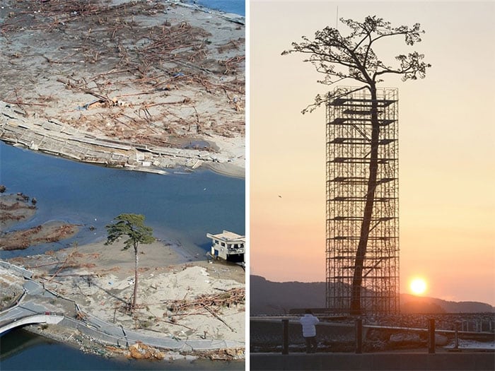 L'arbre qui a résisté à une catastrophe naturelle