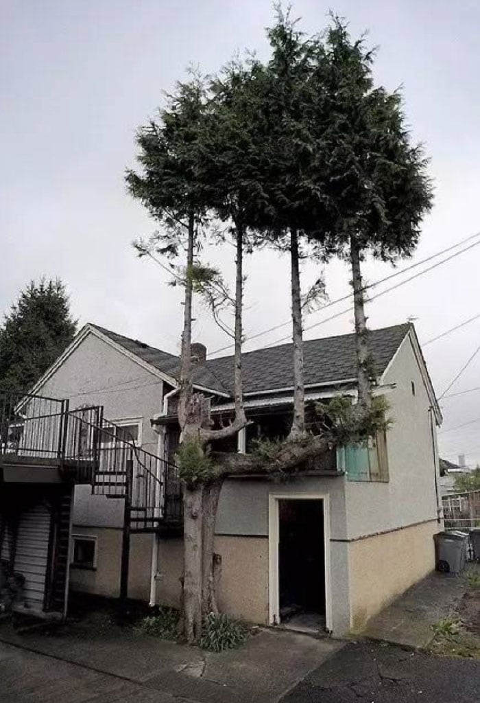 arbres qui poussent bizarrement à côté de cette maison