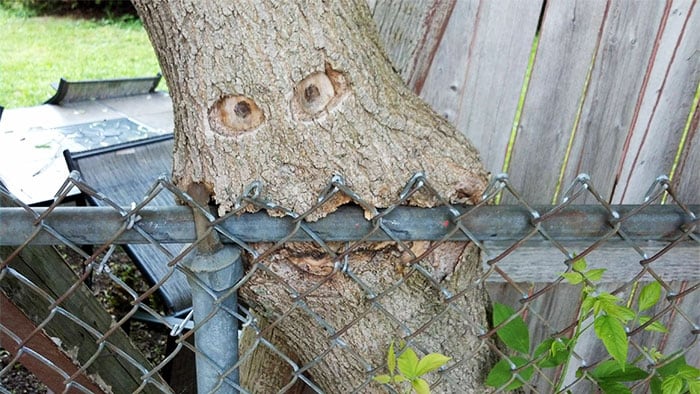 visage arbre dans une barrière