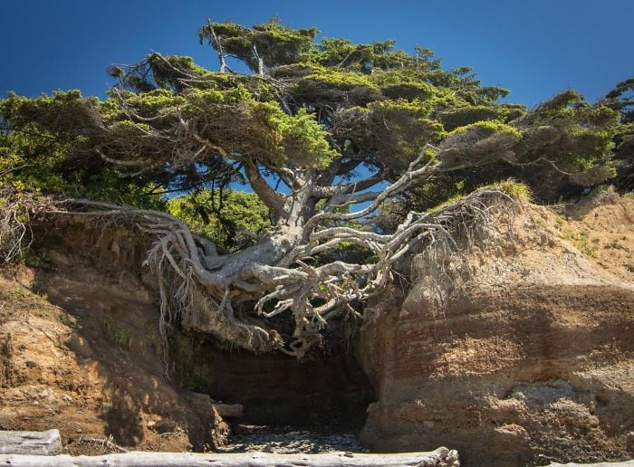 un arbre géant entre deux falaise