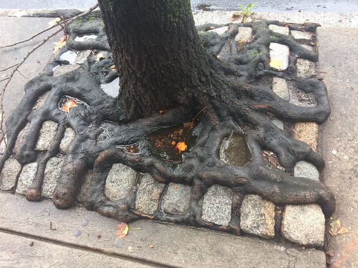Les racines de cet arbre avalent le sol
