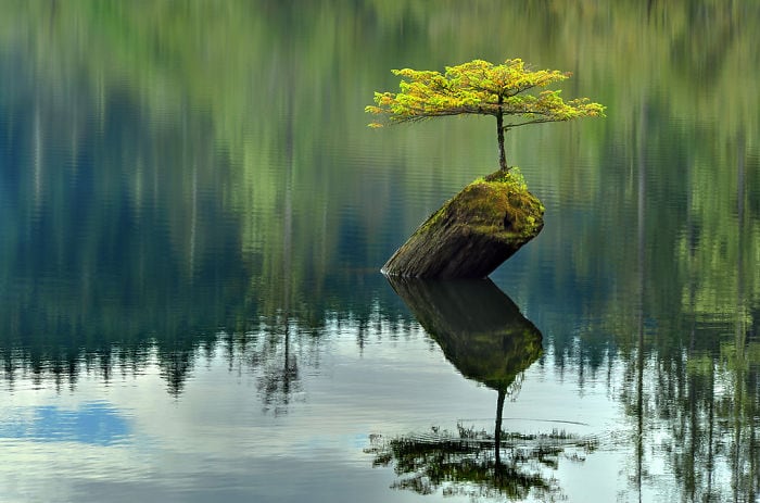 Un arbre pousse sur cette île au rocher
