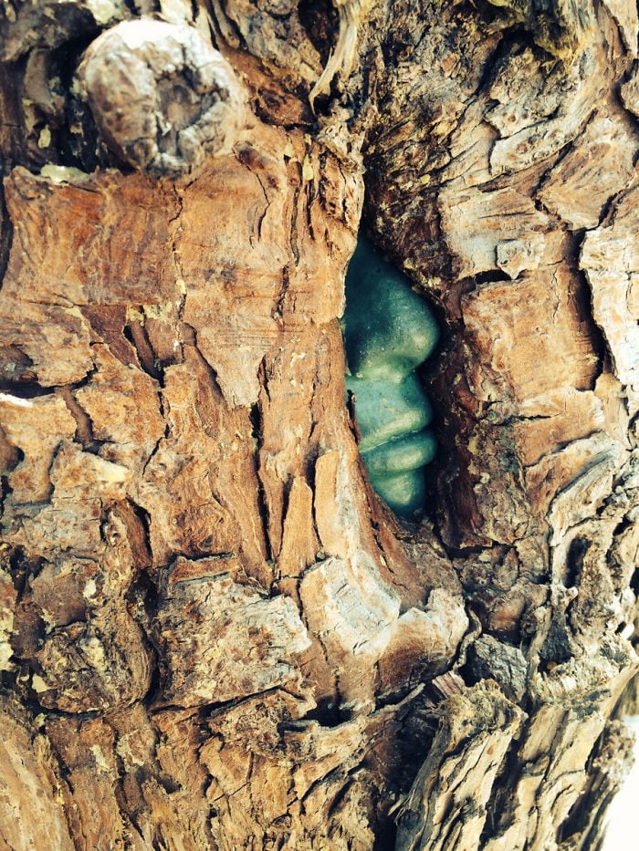 Quand un arbre mange une statue