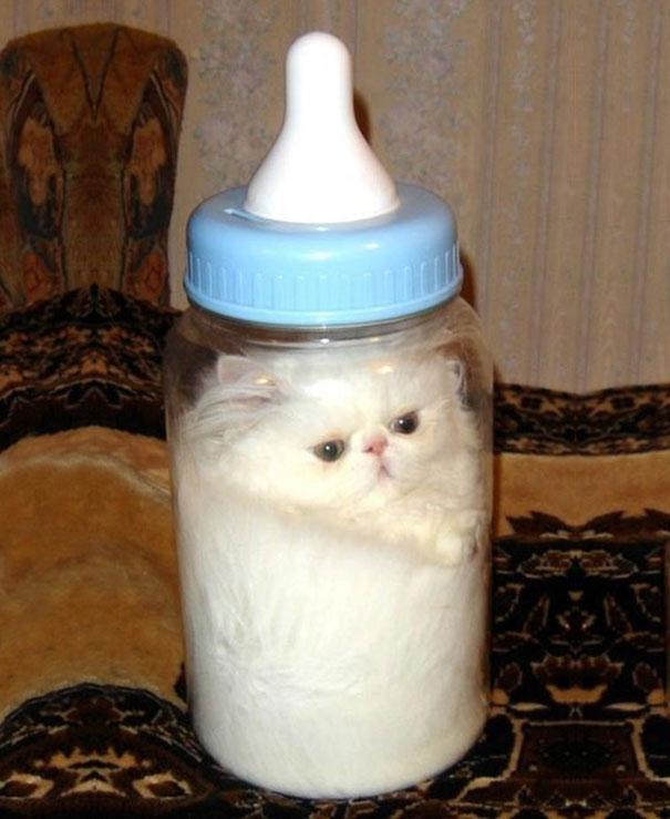 20 photos hilarantes qui prouvent que les chats sont liquides