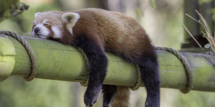 photo-montrant-la-paresse-720x360.jpg?mr