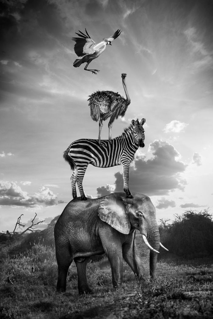 La vie secrète des animaux sans le regard de l’homme ! By Ambre Leclerc Photo-montrant-vie-secrète-des-animaux-par-Thomas-Subtil-15