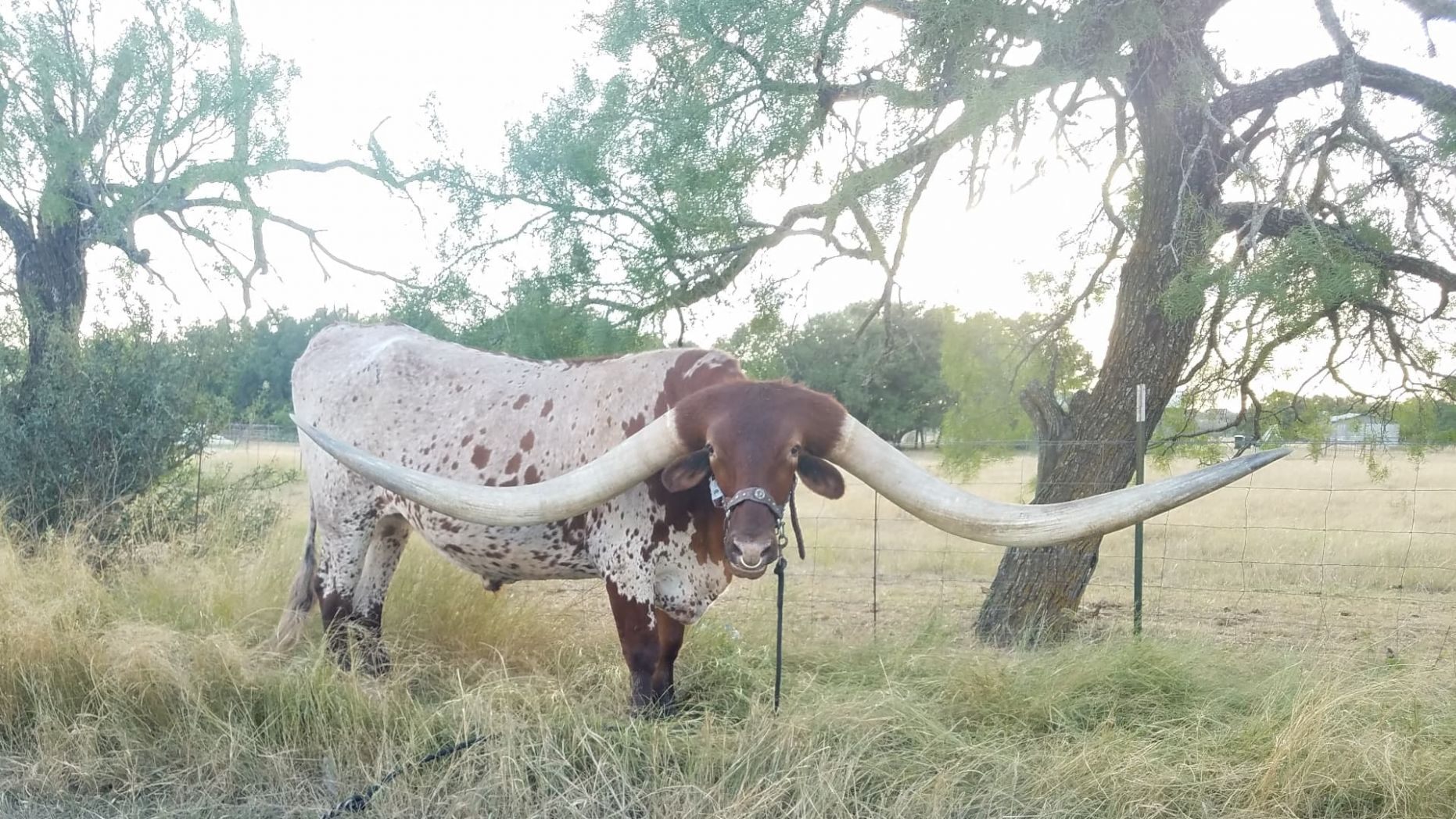Une vache Texas Longhorn bat le record des cornes les plus longues au