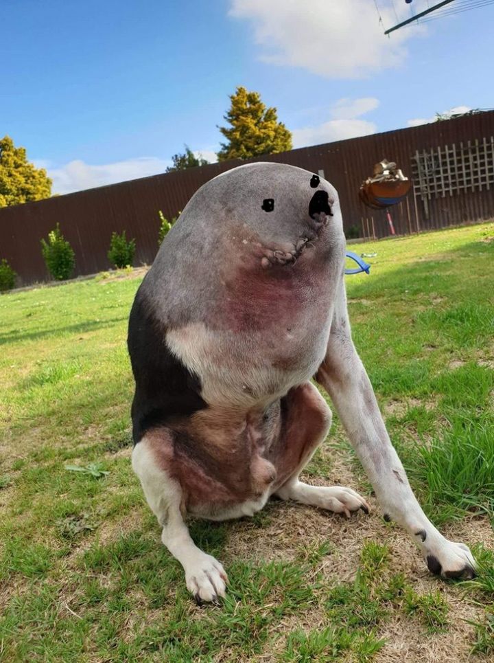 Cette photo d'un chien avec trois pattes prise dans une angle