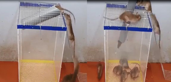 Piège Cage Capture pour Rat Souris Rongeurs Sans Tuer pour Intérieur  Exterio
