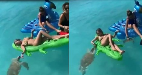 Une tortue de mer empêche cette femme de profiter d'un bon bain de soleil