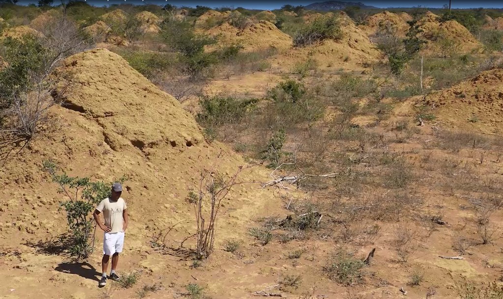 Une vaste structure de termitière construite par les termites au Brésil
