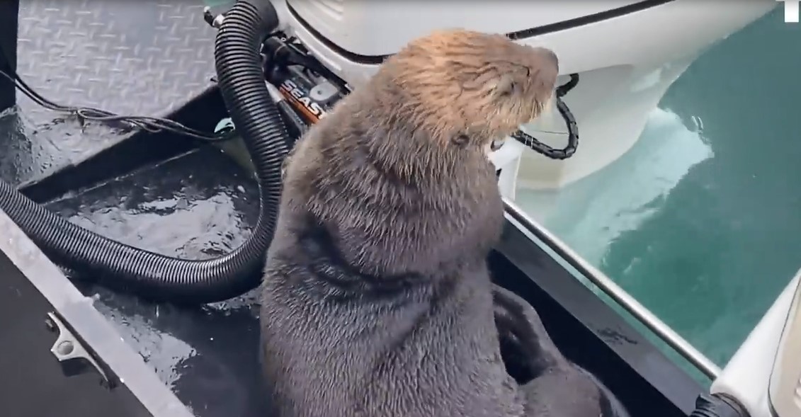 Une loutre a échappé à l’attaque d&rsquo;une orque en sautant dans un bateau