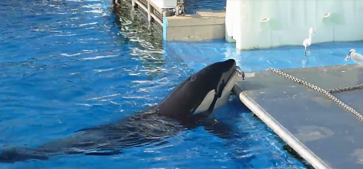 Cette orque essaie d’appâter des oiseaux avec un poisson