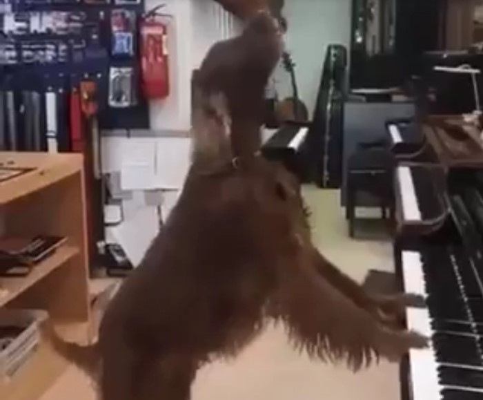 Ce chien talentueux chante et joue du piano en même temps