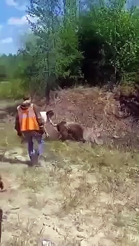Il n’est pas évident de venir au secours d’un ours