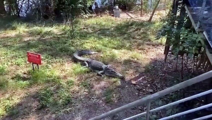 Un homme chasse les crocodiles de son jardin avec une poêle de cuisine
