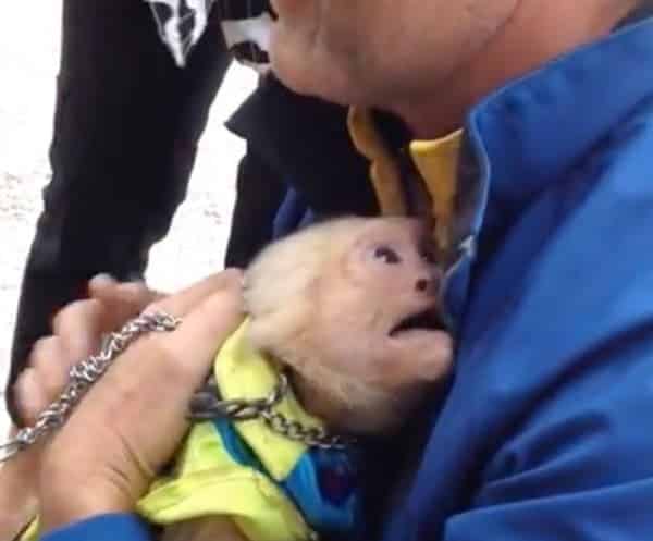 Un singe de cirque revoit son précédent maitre et pleure de bonheur de le revoir