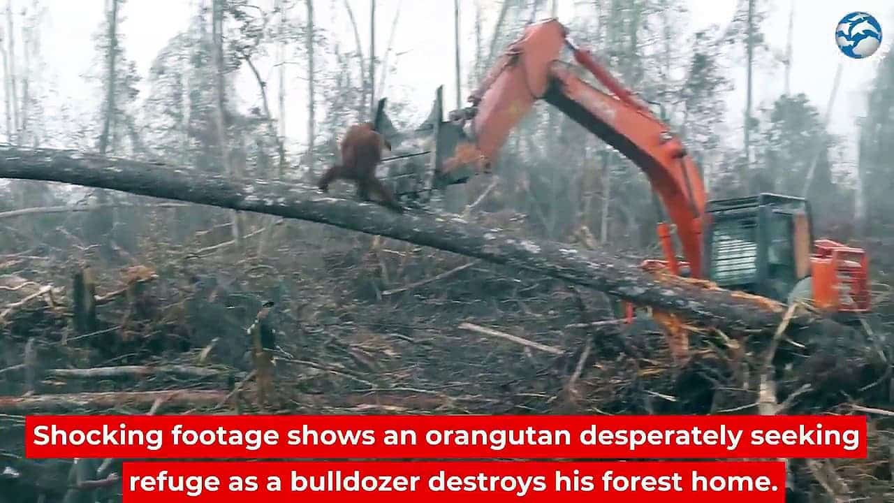 La vidéo d’un orang-outan qui lutte face à une pelleteuse de déforestation