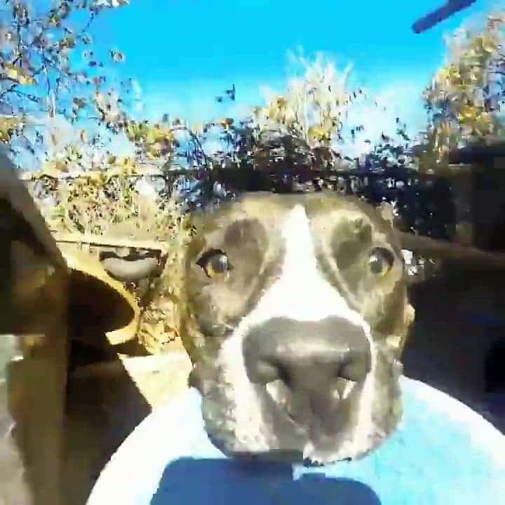 Une caméra située à l’avant d’un chien qui court > vos vidéos GoPro de l’été