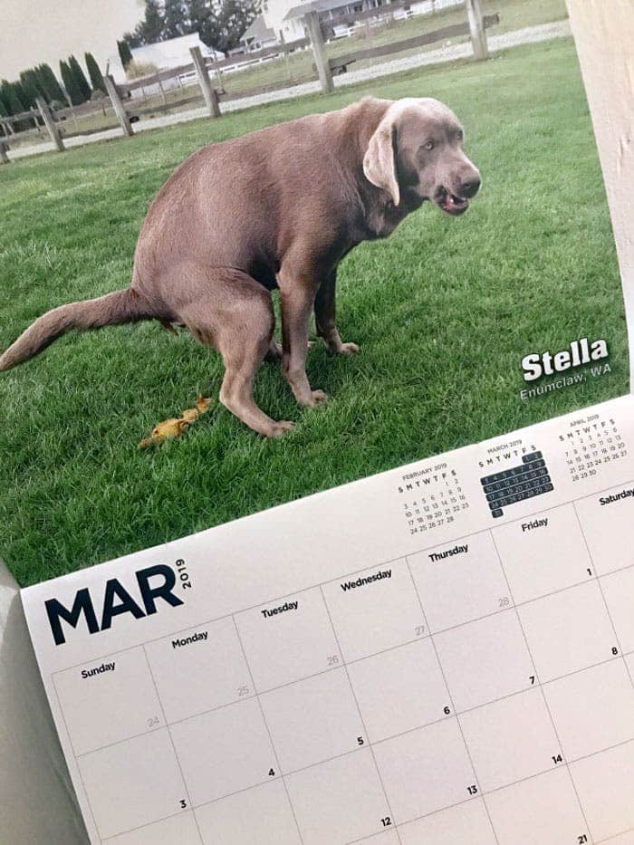 Le calendrier 2019 de chiens faisant caca vient de sortir, c'est