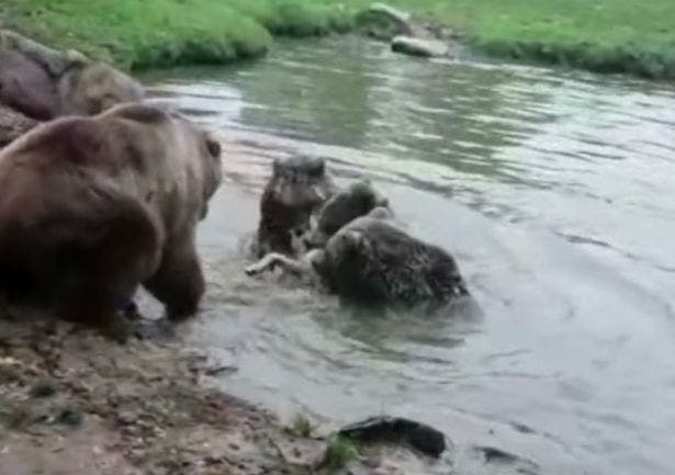 Ces ours dévorent un loup vivant sous le regard des visiteurs effrayés dans un zoo