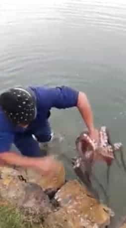 Ce pêcheur a attrapé une pieuvre tout juste en applaudissant