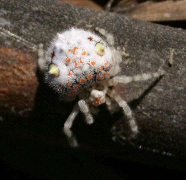 Découverte : une araignée ressemblant à un sushi, faites attention si vous avez faim !