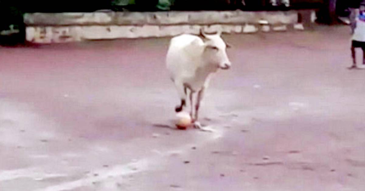 « Même Messi ne le pourrait pas » : Une vache impressionne Internet pour ses talents au football