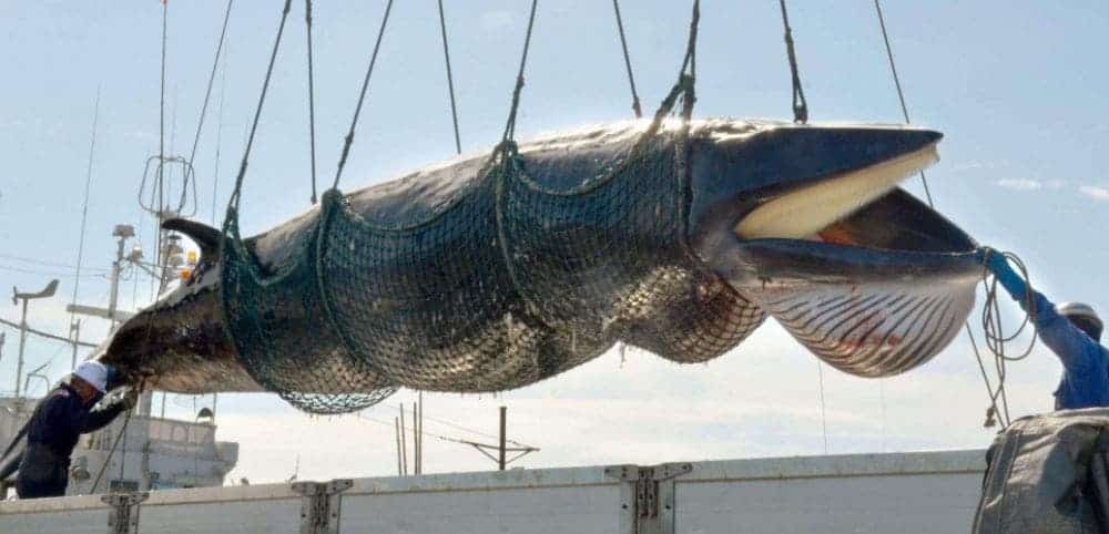 Le Japon va reprendre la chasse commerciale à la baleine aujourd’hui
