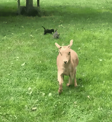Des chatons font peur à une chèvre !