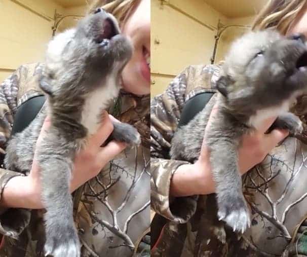 Ce chiot-loup hurle pour la première fois (vidéo)