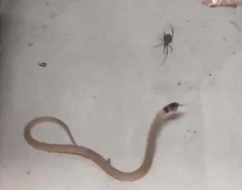 Cette araignée immobilise un serpent en peu de temps !