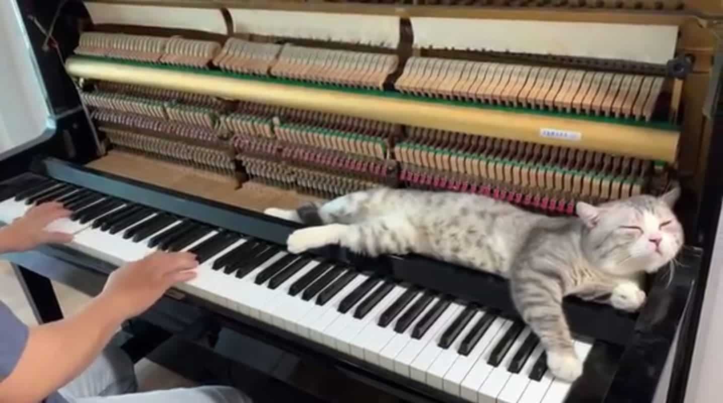 À force d’aimer la reprise en piano de Numb de Linkin Park, ce chat restait allongé près de son maître le long de la chanson sans bouger !