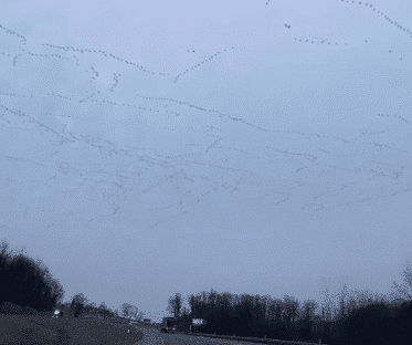 Découvrez ce magnifique spectacle d’oiseaux migrateurs survolant le ciel