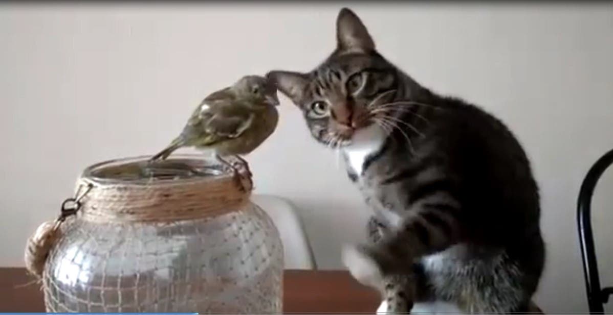 Un chaton adorable touche un oiseau comme si c’était son meilleur ami, alors qu’ils devraient être normalement des ennemis