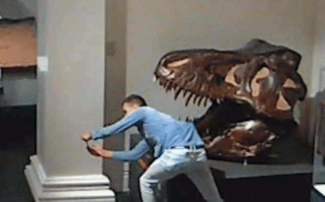 Un homme entre par effraction dans un musée et prend des selfies devant la tête d’un dinosaure