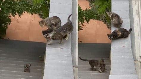 Vidéo touchante : cette chatte est venue secourir son chaton tombé du toit où ils étaient et sous le regard de leurs amis