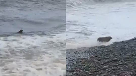 Scène insolite : un lapin surgit des eaux turbulentes de la mer au bord d’une plage
