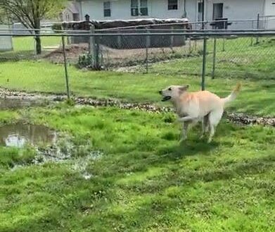Ce chien exprime sa joie en pataugeant dans la boue