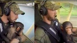 Ce pilote a pris soin d’un petit chimpanzé en l’amenant vers un centre à bord de son avion