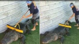 Une femme nettoie un alligator avec un balai