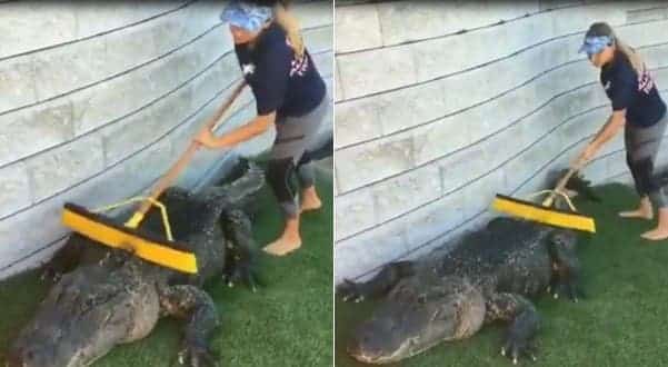 Une femme nettoie un alligator avec un balai