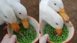 Ces canards avalent en très peu de temps les petits pois