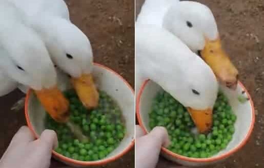 Ces canards avalent en très peu de temps les petits pois