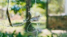 Des Chinois qui utilisent du matériel de pêche... chinois